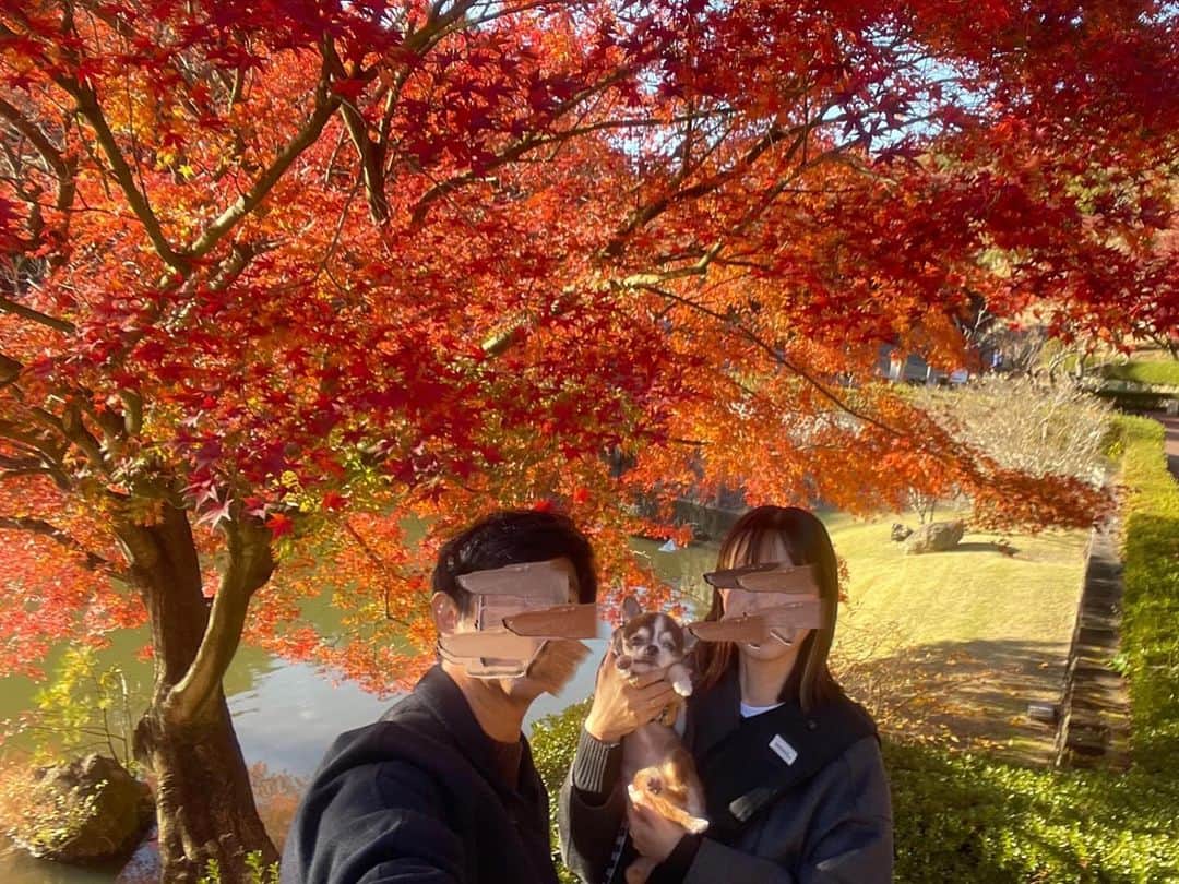 kotaro45さんのインスタグラム写真 - (kotaro45Instagram)「2023.11.27 (月)  昨日の紅葉狩り🍁  とにかく綺麗！ 初の紅葉狩りだったので 大興奮でした！ 私が…笑 また行こうねコタちゃん♡  #コタとおでかけ」11月27日 18時08分 - kotaro45