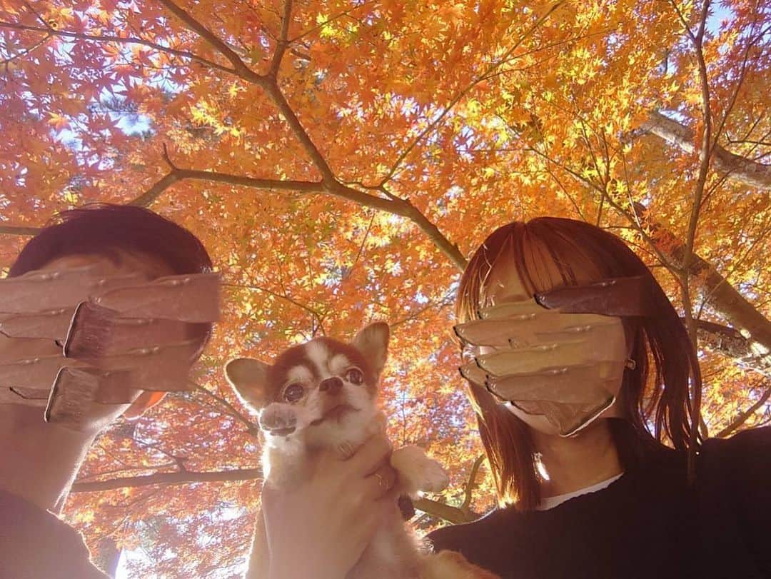 kotaro45さんのインスタグラム写真 - (kotaro45Instagram)「2023.11.27 (月)  昨日の紅葉狩り🍁  とにかく綺麗！ 初の紅葉狩りだったので 大興奮でした！ 私が…笑 また行こうねコタちゃん♡  #コタとおでかけ」11月27日 18時08分 - kotaro45