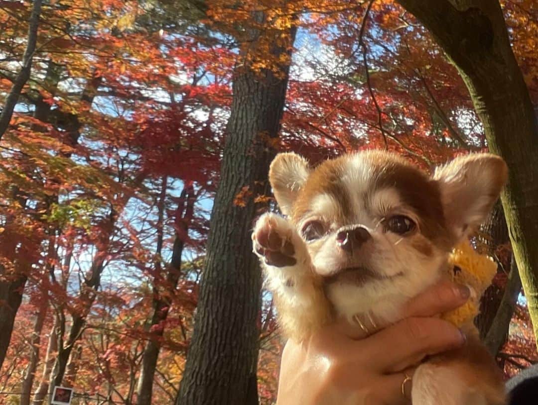 kotaro45さんのインスタグラム写真 - (kotaro45Instagram)「2023.11.27 (月)  昨日の紅葉狩り🍁  とにかく綺麗！ 初の紅葉狩りだったので 大興奮でした！ 私が…笑 また行こうねコタちゃん♡  #コタとおでかけ」11月27日 18時08分 - kotaro45