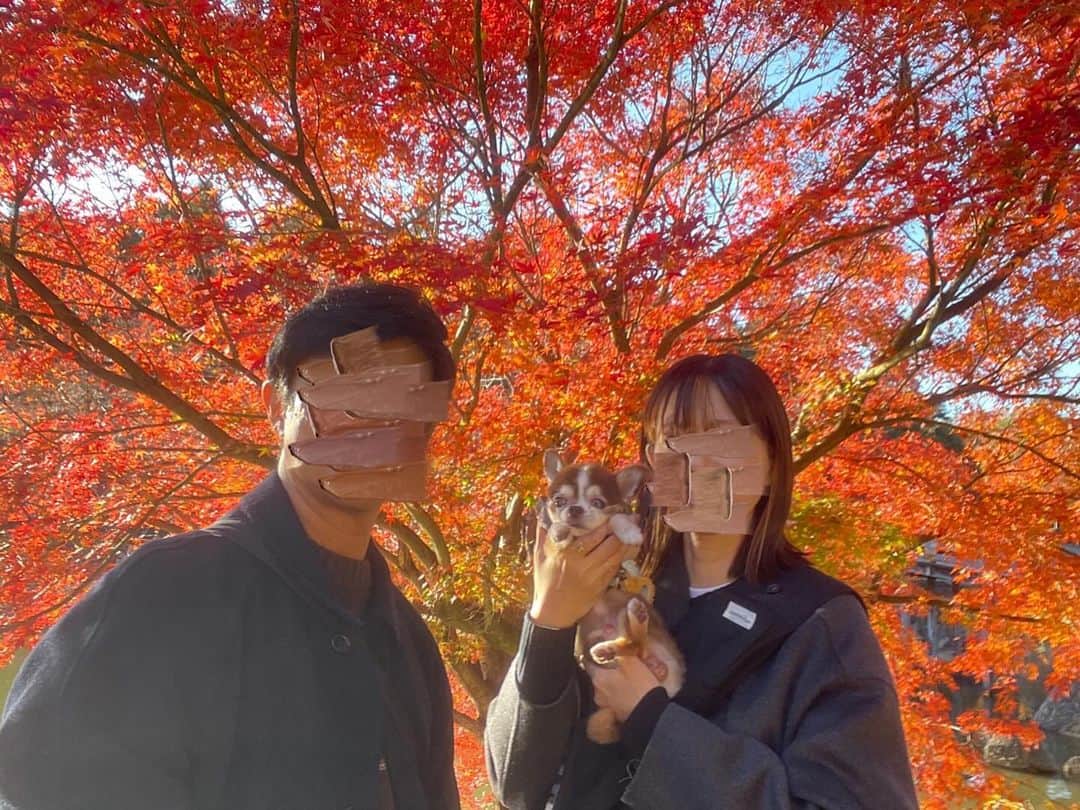 kotaro45のインスタグラム：「2023.11.27 (月)  昨日の紅葉狩り🍁  とにかく綺麗！ 初の紅葉狩りだったので 大興奮でした！ 私が…笑 また行こうねコタちゃん♡  #コタとおでかけ」