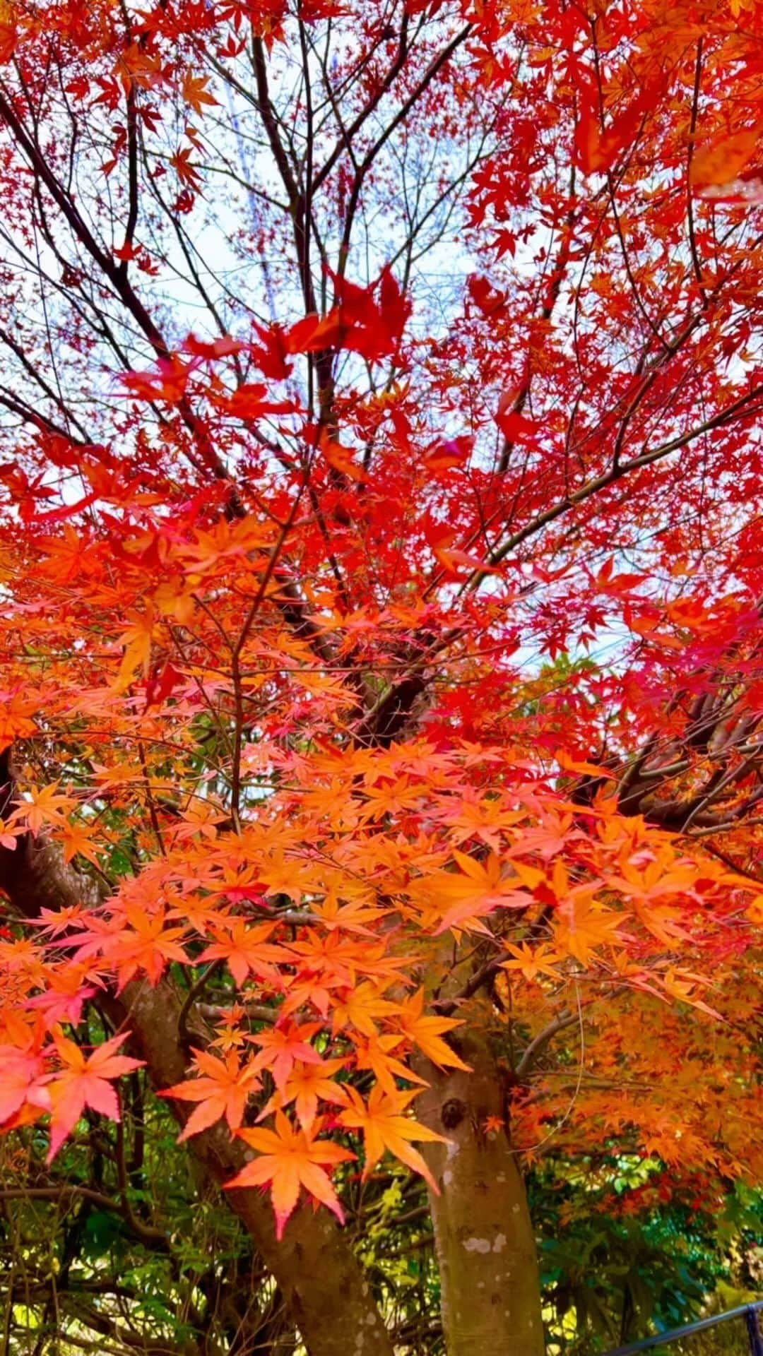 SPURのインスタグラム：「穏やかな1週間となりますように🍁 #紅葉狩り #紅葉　#11月」