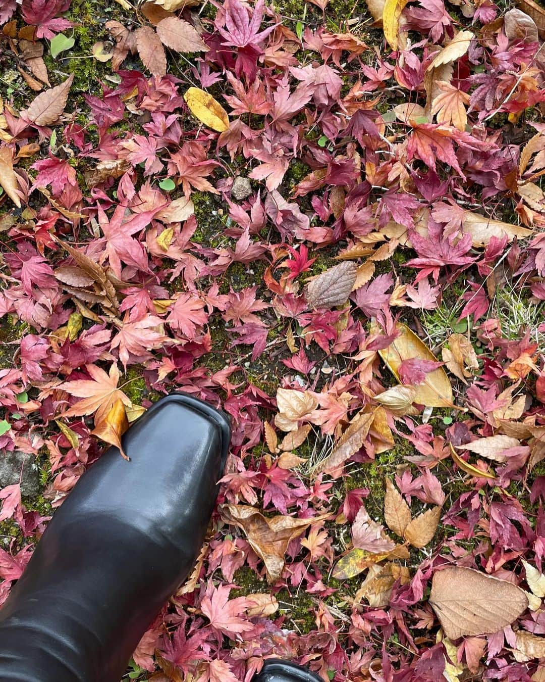 MIOさんのインスタグラム写真 - (MIOInstagram)「箱根🍂  もう時期的に紅葉は微妙かなぁって思ったけど全然オレンジ！赤！黄色！の景色だった✌🏽🍁✨ 今年も見れてよかった🧡💛🤎」11月27日 18時34分 - mio.xx13