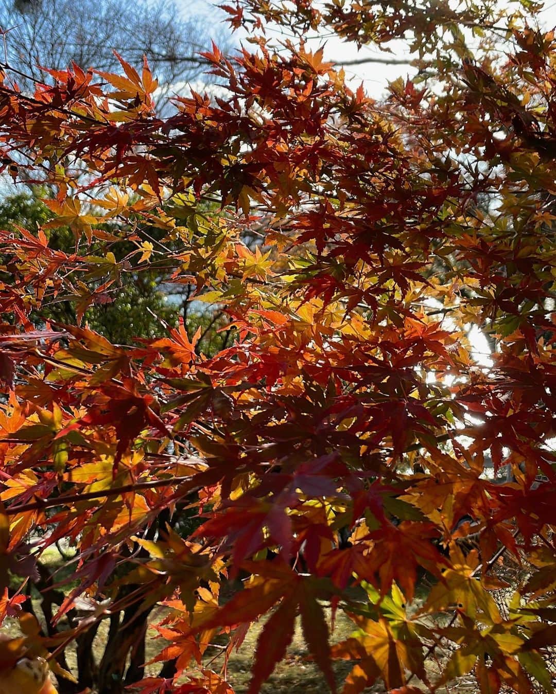 MIOさんのインスタグラム写真 - (MIOInstagram)「箱根🍂  もう時期的に紅葉は微妙かなぁって思ったけど全然オレンジ！赤！黄色！の景色だった✌🏽🍁✨ 今年も見れてよかった🧡💛🤎」11月27日 18時34分 - mio.xx13