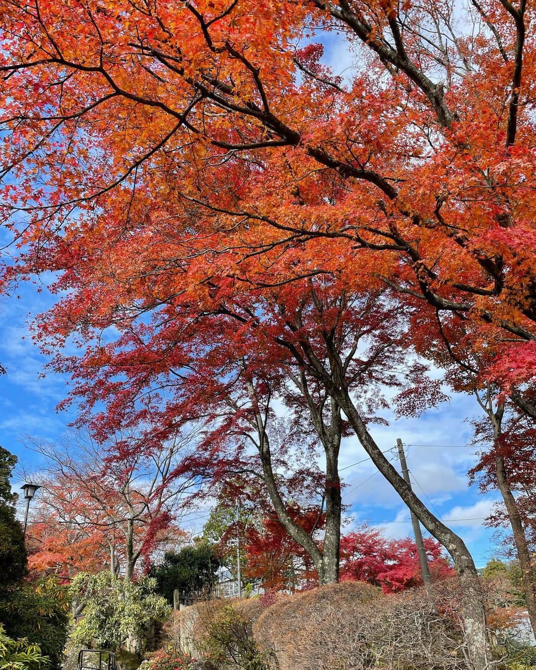 MIOさんのインスタグラム写真 - (MIOInstagram)「箱根🍂  もう時期的に紅葉は微妙かなぁって思ったけど全然オレンジ！赤！黄色！の景色だった✌🏽🍁✨ 今年も見れてよかった🧡💛🤎」11月27日 18時34分 - mio.xx13