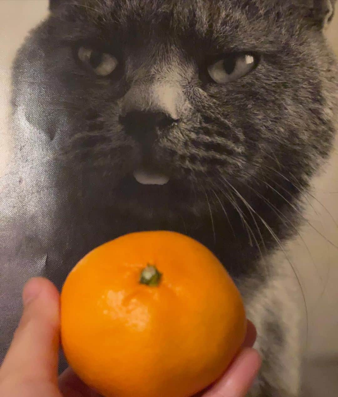 甲斐麻美のインスタグラム：「🍊🍊🍊  サマハンさまさま 元気になりました。  やっぱ、風邪ひかなかった〜 いよいよ風邪か！？と、思ったけど ひかなかった…  謎に強い免疫力に感謝🙏🏻🔥  それにしても シンドい時の みかんは、いい  故愛猫ダミーの写真も めっちゃいい！  #20231127 #kaicoの好日」