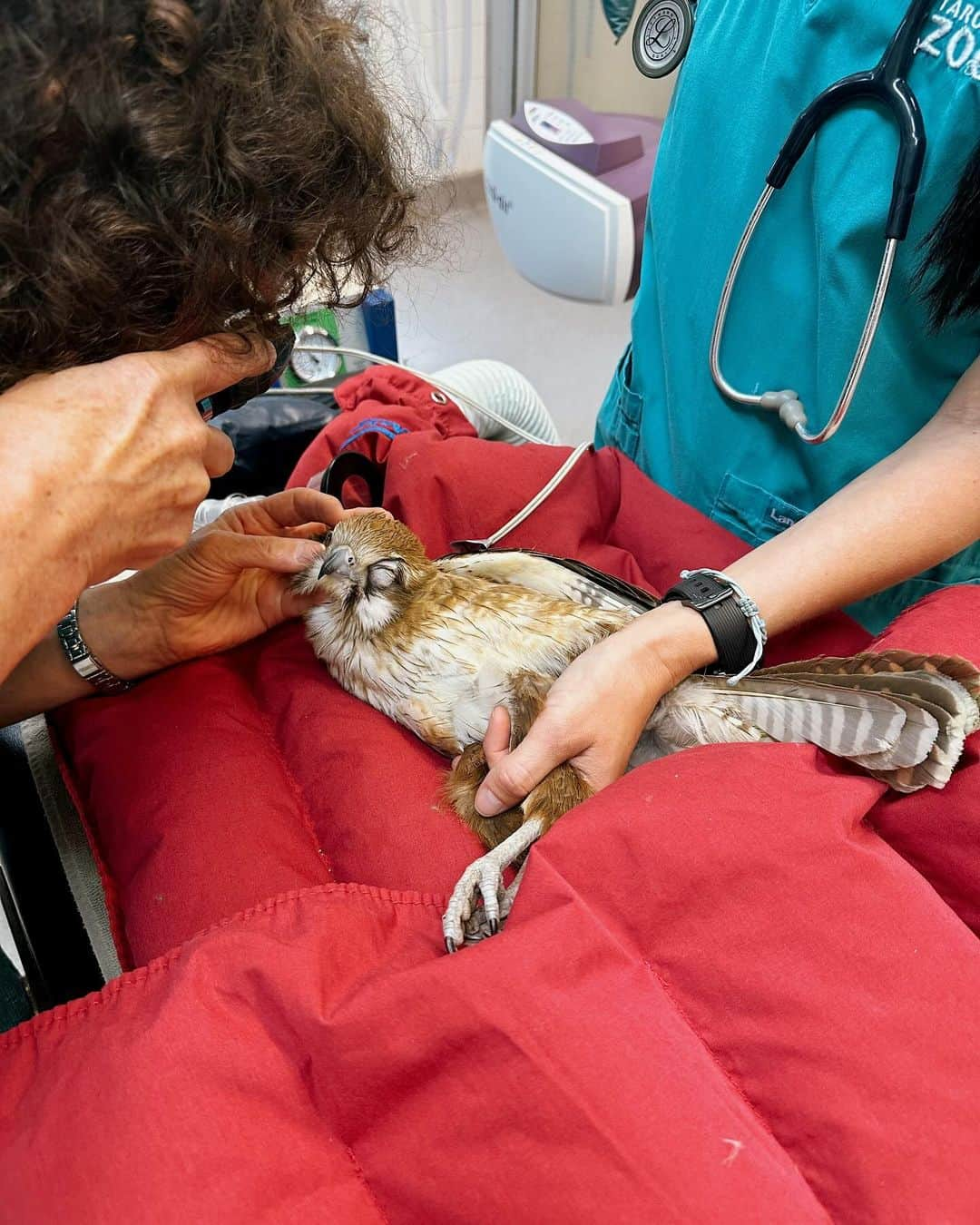 タロンガ動物園のインスタグラム：「Whilst we like to believe in fairytales, unfortunately not all cases at our Wildlife Hospital have happy endings. This beautiful Brown Falcon was brought into the Taronga Wildlife Hospital by a member of the public after being found with a suspected concussion and in very poor physical condition.  Despite weeks of around the clock care from our dedicated veterinary team to treat the injuries and a concerning high white blood cell count, the birds condition did not improve and the decision was made to humanely euthanise this magnificent bird of prey.  Although this is not the fairytale ending we had all hoped for, we rest assured our wildlife hospital team were able to allow the patient a warm and safe place for its end of life without suffering. Please remember to stop and look out for wildlife, you may just save a life.  #forthewild」