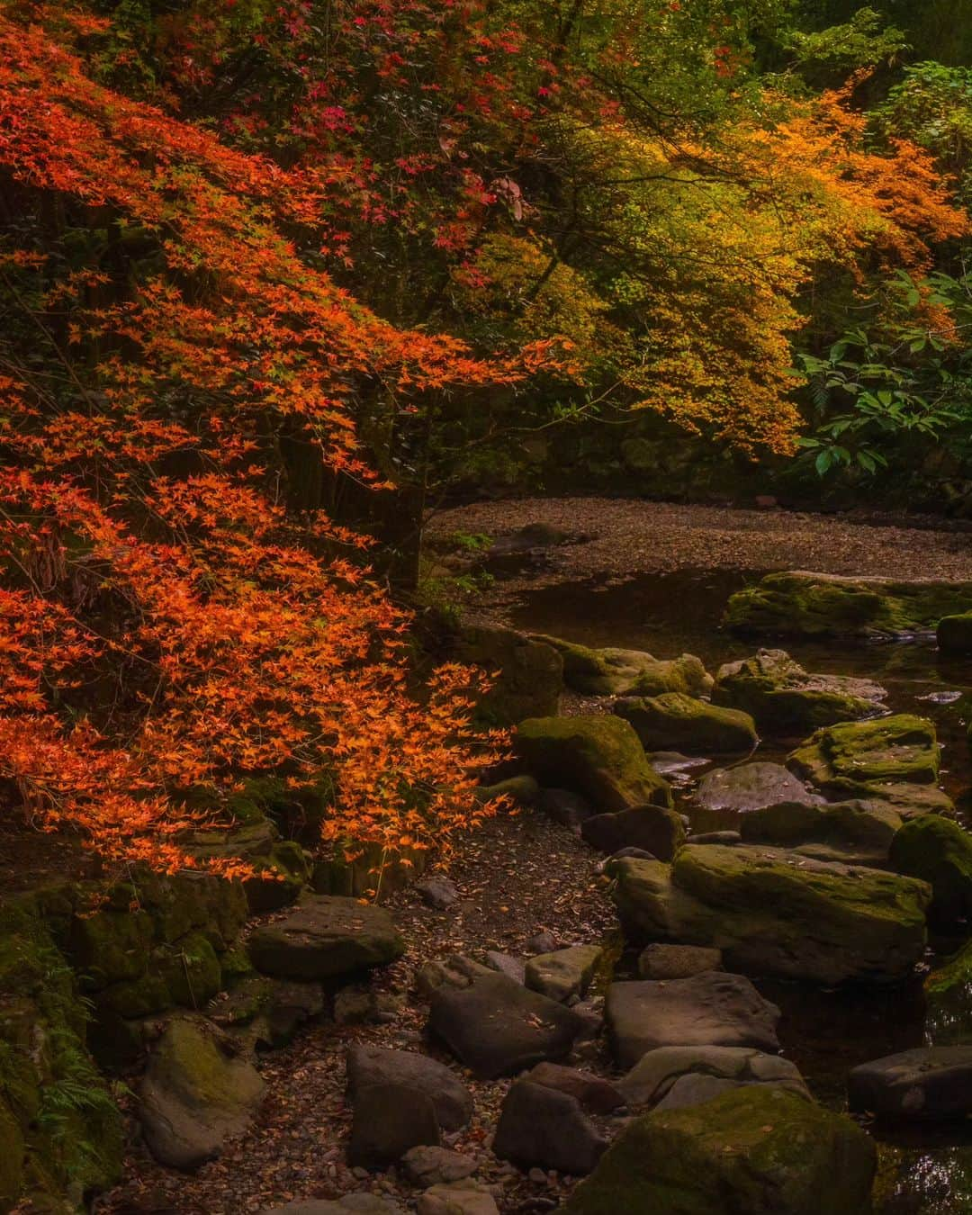 鹿児島よかもん再発見のインスタグラム：「慈眼寺公園敷地内の慈眼寺跡の紅葉🍁＼(^o^)／ R5/11/26  ここにお寺が残っていたらどれだけ素晴らしかったんだろう…と、思いながら…  #鹿児島 #鹿児島観光 #鹿児島市 #谷山 #慈眼寺 #慈眼寺公園 #慈眼寺跡 #鹿児島の風景 #鹿児島の自然 #kagoshima #kagoshimaphoto  #kagoshimaphotograph  #japan #kyusyu」