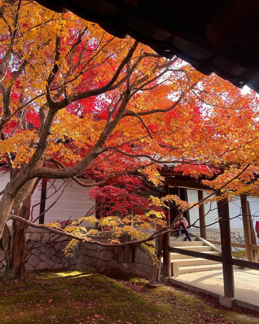 駒田奈美さんのインスタグラム写真 - (駒田奈美Instagram)「・ ・ ・ 『京都』 ・ ・ 先週末は紅葉を見に京都へ ・ ・ 去年行けなかった東福寺へ♪ ・ ・ 真っ赤に色づいた紅葉 ・ ちょうど見頃でした🍁 ・ ・ ・ 通天橋からの広がる紅葉も美しかったです ・ ・　 ・ #駒田奈美#モデル#アラフィフ#美魔女#京都#京都観光 #紅葉#紅葉スポット #京都紅葉#東福寺#京都の旅#通天橋」11月27日 18時59分 - nami.komada