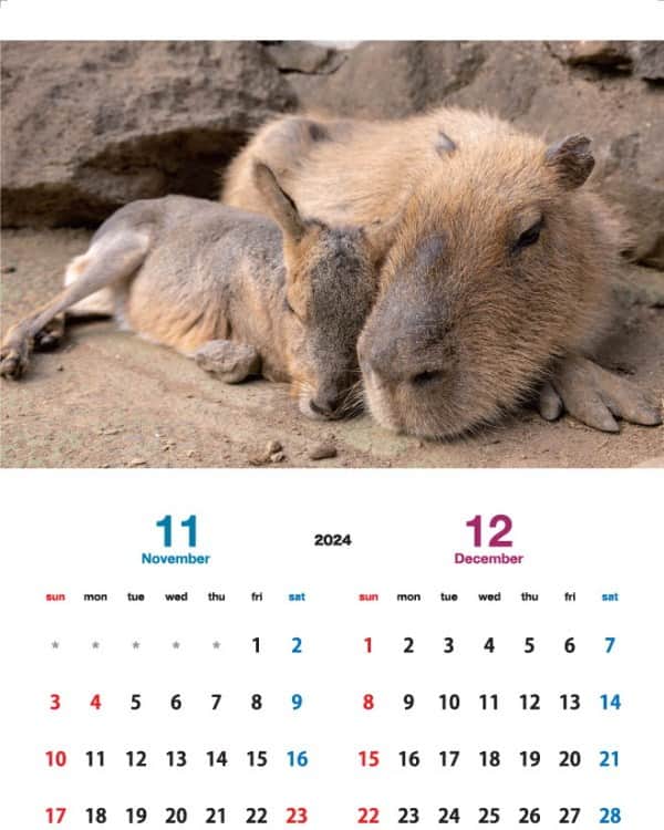 渡辺克仁さんのインスタグラム写真 - (渡辺克仁Instagram)「店頭販売と通信販売(海外発送も一部可能)しております「カピバラカレンダー2024」11月と12月のページです。  壁掛けタイプの「伊豆シャボテン動物公園」「那須＆神戸どうぶつ王国」「長崎バイオパーク」で撮影した各動物園で飼育されているカピバラ達をモデルとした3作品に加え、今年はブラジル・パンタナールで撮影した野生のカピバラ達のカレンダーを製作致しました。  写真のカピバラ達を見て頂いた時、くすっと笑って頂けたり、少しでも心がほぐれる様な作品に仕上げたつもりです。各動物園と通信販売サイトにてご購入いただけます。  詳しくは https://capybara.eek.jp/c2024.html  #カピバラ #水豚 #capybara #カレンダー」11月27日 19時00分 - katsuhito.watanabe