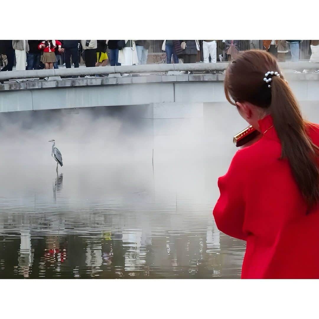 南里沙さんのインスタグラム写真 - (南里沙Instagram)「昨日の勝尾寺の奉納演奏、最後の曲の時、空から鷺が舞い降りてきて、池の中央に・・・皆さんからも、聴きにきたのねのお声😊胸が熱くなった瞬間でした。  #大阪 #箕面 #勝尾寺 #katsuoji #鷺 #クロマチックハーモニカ #ハーモニカ #南里沙  #chromaticharmonica #harmonica」11月27日 19時14分 - minami_risa