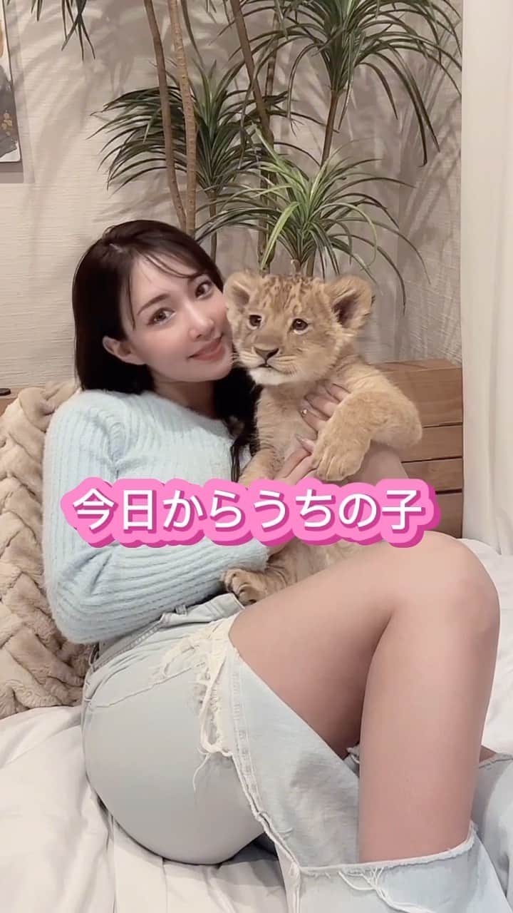 桃瀬とものインスタグラム：「ライオンの赤ちゃん🦁可愛すぎた💓 家に連れて帰ったのは冗談ですが🤭そんな可愛いライオンちゃんに触れ合い泊まれる場所はノースサファリ札幌です🦁 他にも沢山の動物と触れ合えるので是非行ってみてください💓#ライオン赤ちゃん #ノースサファリサッポロ #グランピング #北海道 #札幌 #hokaido #ライオン #かわいい #動物園」