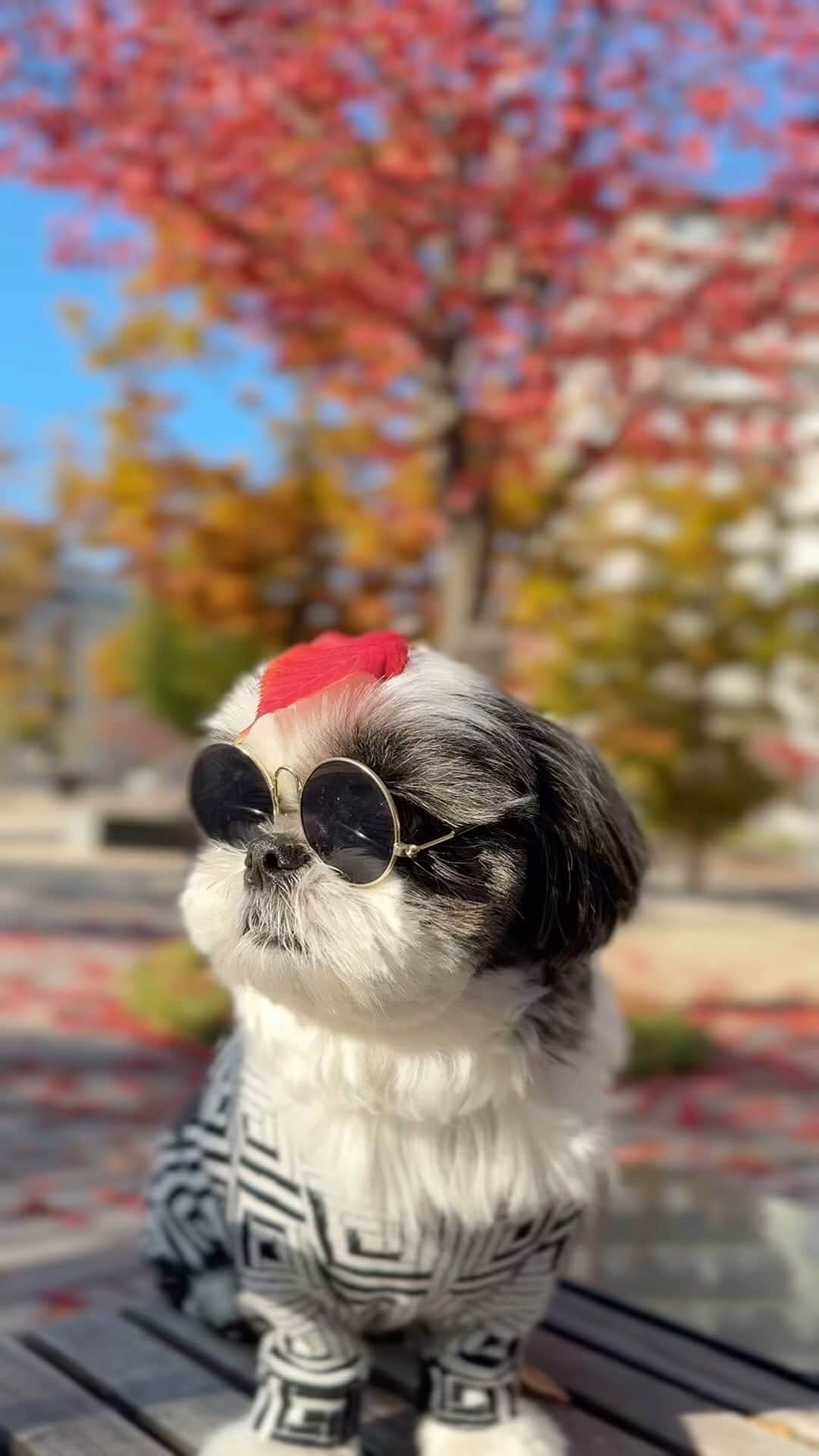 いくらのインスタグラム：「紅葉を漫喫するジョソ・レノソ🐶🍁 ・ ・ #ジョソレノソ #シーズー #いぬすたぐらむ #shihtzu #todayswanko #シーズー大好き部 #ロングまつ毛ワンコの会 #わんこ #dog #dogstagram #いぬ #puppy #doggy #犬のいる暮らし #犬バカ部 #shihtzulover #紅葉」