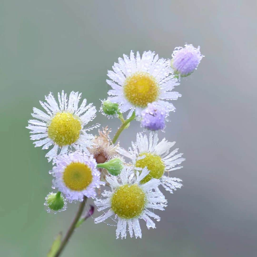 花の写真館のインスタグラム