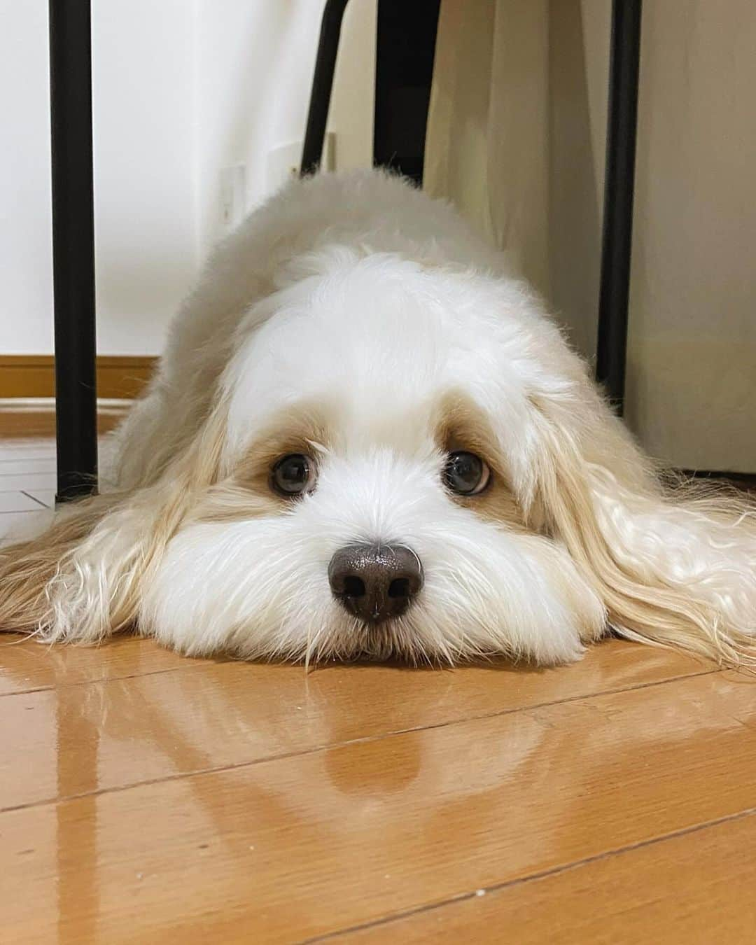 あんちゃんのインスタグラム：「ぺターン🐶🌱  このぺったんこなあんちゃん 好きなんだよねぇ🥰  キョロキョロしたときの まぁるいおめめが可愛い👀💕  拗ねてる時によくやるから ハウルのヒンみたいになりがちだけど。笑  胴長短足なところも似てるの🤣🤣  もしかして… 親戚かな…？？？？笑  #キャバションあんちゃん #ハウルのヒン  #あんちゃん　#ぬいぐるみ犬 #スヌーピー  #スヌーピー犬 #キャバション　#キャバビション　 #キャバリア #キャバリアキングチャールズスパニエル #ビションフリーゼ　 #犬 #犬のいる暮らし  #いぬのきもち  #短足部　#比熊犬 #doglove #cavachon #inustagram #puppy  #snoopy #andy #Cavalier #CavalierKingCharlesSpaniel  #BichonFrize #Bichon #멍스타그램 #개스타그램　#댕스마스」