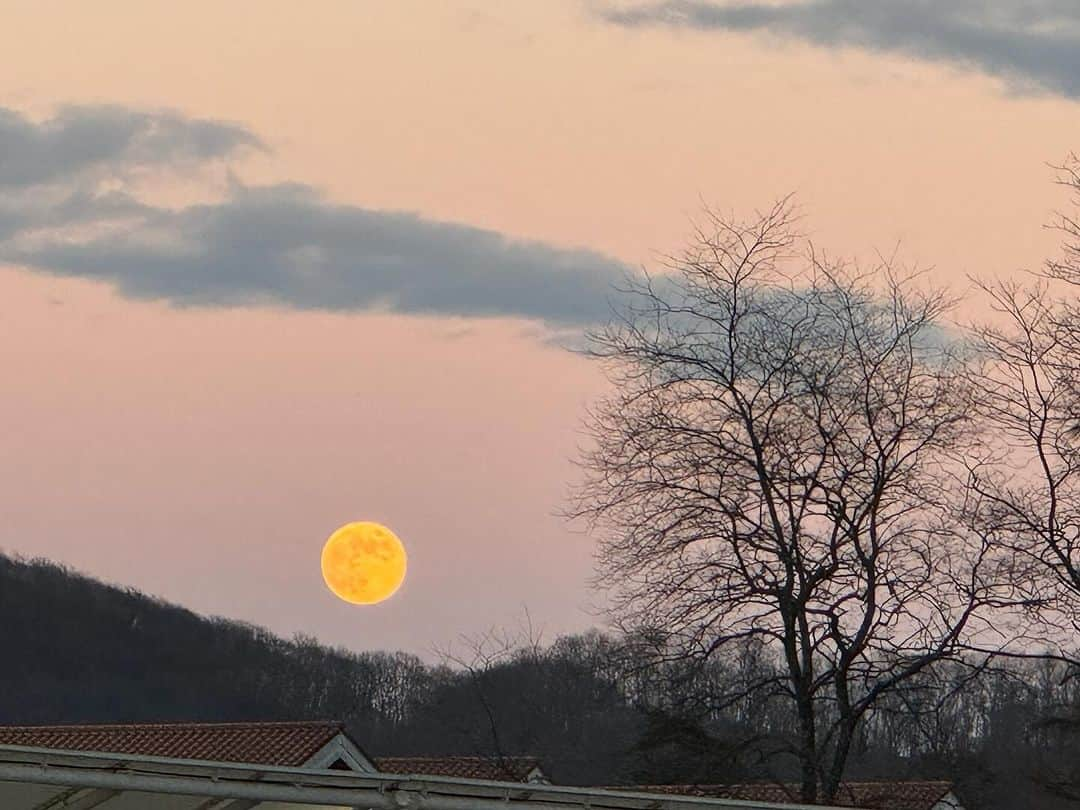 橋本志穂さんのインスタグラム写真 - (橋本志穂Instagram)「今日の月 ビーバームーンというんですってね。 夕方上り始めた時は オレンジ色で大きかったなぁ。  木と山と雲と 全てが美しかったです。  お風呂に入りながら ずーっと満月を眺めていました。  満月って言うけど、下の方が欠けているように見えるのは　私の目が悪いからかしら❓  2枚目は、満月前夜の月。　 昨日の月があまりに綺麗で、 月を撮影するためのアプリをダウンロードしたのに、、、 この月を発見して、 「よし！どんだけ綺麗に撮影できるかな❓」とスマホを手にしたらバッテリー無くなってた。。チーン それにしても、先月買ったのに、 夫のiPhone12より先にバッテリー落ちる。 ゴルフ行ってもハーフでほぼなくなり低電力モードに。 Wi-Fiも切って、電力節約してるのにー。iPhone15って格段にバッテリーの持ちが良くなったって言ってなかったっけ❓初期不良じゃないかってみんなに言われるー😵‍💫  1枚目の月を撮影した直後に落ちて、 もっと良い場所で撮りたい‼️と思っても何もできなかった〜😅  それにしても、、 どこにいても みんな同じ月をみてるんだねーと思うと 不思議で嬉しい  #満月 #ビーバームーン」11月28日 1時27分 - shihohashimoto3