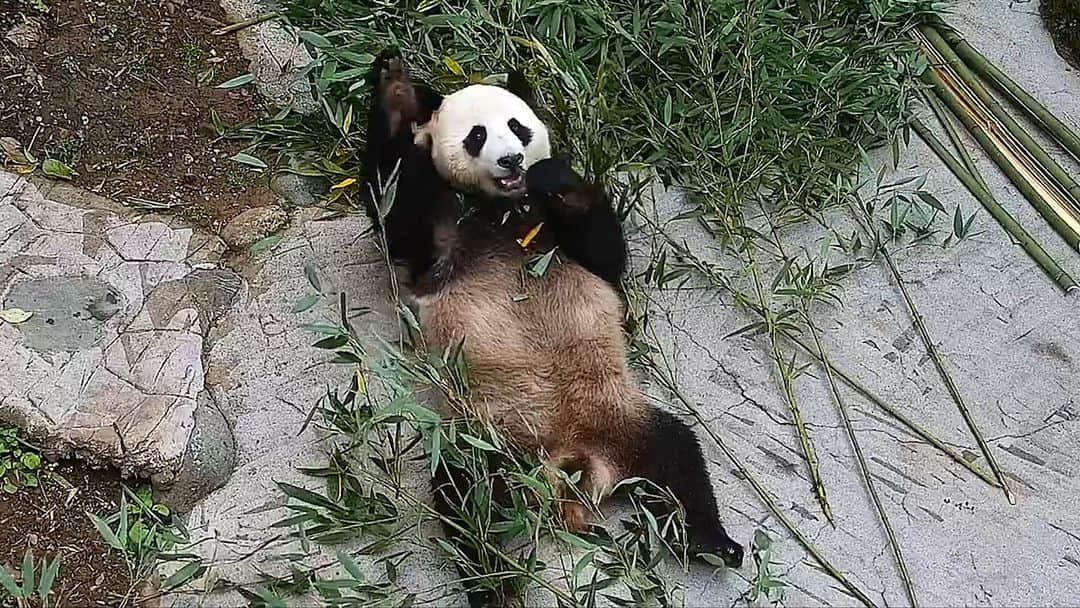iPandaのインスタグラム：「- Hands up if you want after-meal snacks. - Me, me! (Jia Bao) 🐼 🐼 🐼 #Panda #iPanda #Cute #HiPanda #CCRCGP   For more panda information, please check out: https://en.ipanda.com」