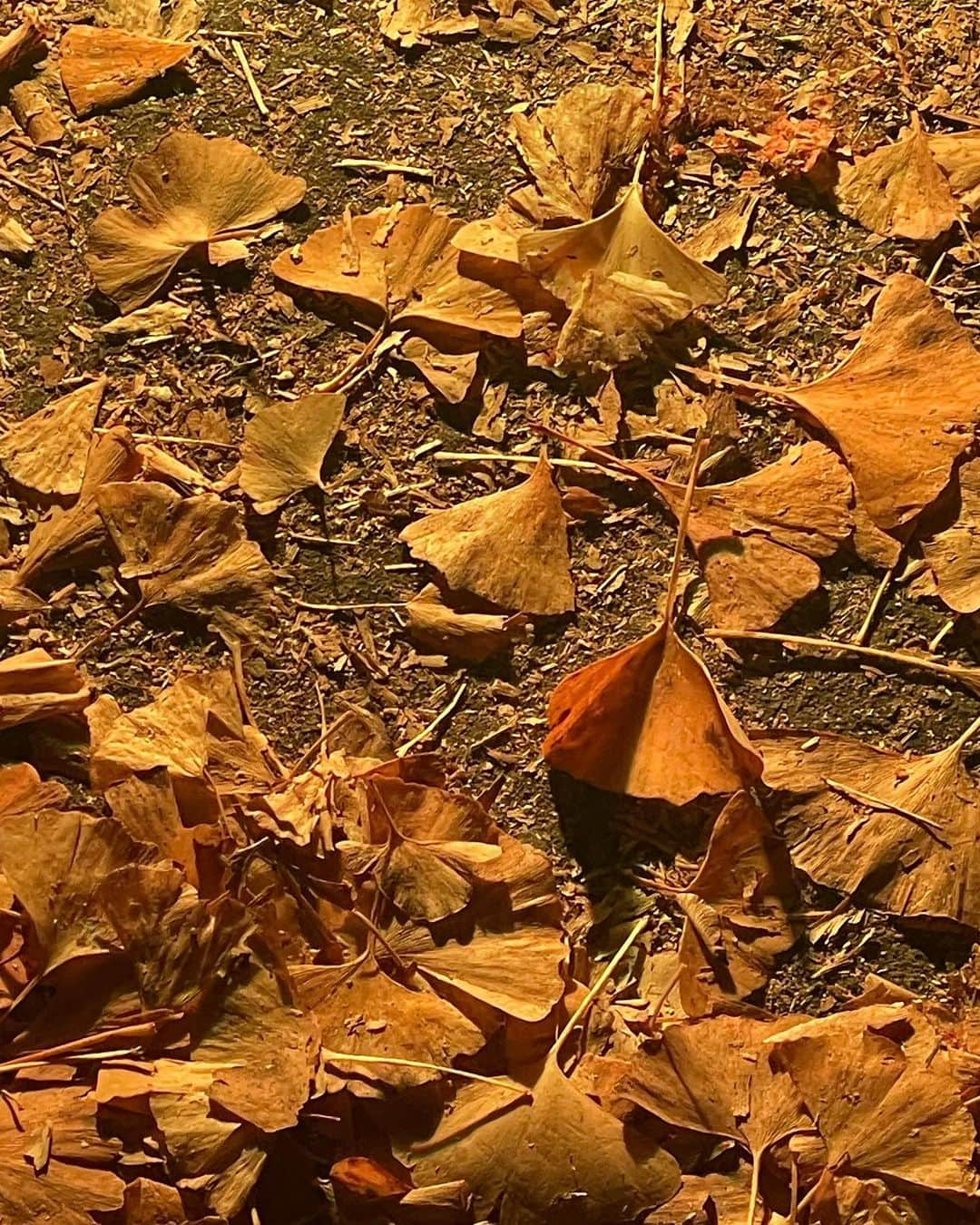 二瓶有加さんのインスタグラム写真 - (二瓶有加Instagram)「. 昭和記念公園のイチョウのライトアップ🍁✨ . 綺麗すぎた、、、🥹🫶 . 時間がなくて、入り口ゲートしかみれなかったから、 来年こそはリベンジするぞっっ！！ イルミネーションも楽しみだな⭐︎ . #昭和記念公園 #紅葉スポット  #イチョウ並木  #ライトアップ」11月27日 20時07分 - niheiyuka.official