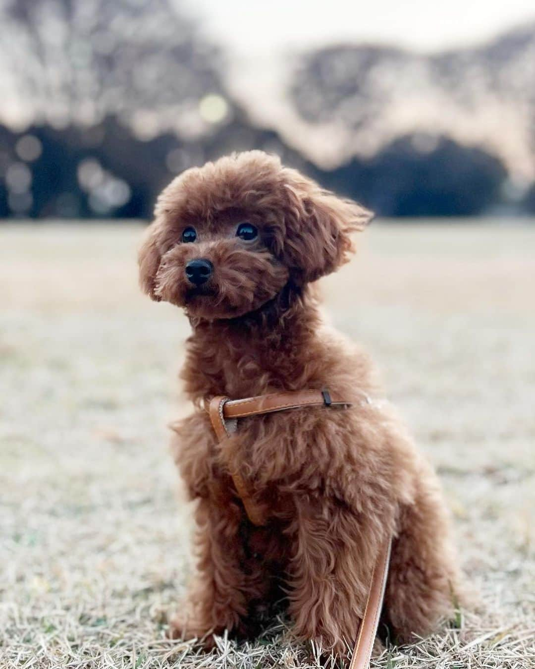 asu_chinのインスタグラム：「息子と娘と近くの公園へ 息子が撮った奇跡の一枚😆 先住🐶もレッドだったのに 色がどんどん抜けちゃった😅 本当にパピ🐶のときとそっくりなのよ🥰」