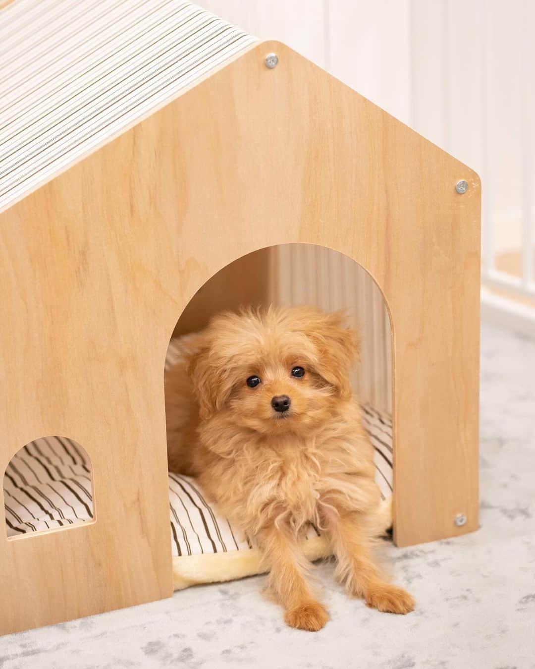 木南清香のインスタグラム：「🏠  注文して半月… 待ちに待った犬小屋☺︎ 早速くつろいでくれて、ほっ。💭  好奇心旺盛で新しいものも 全く警戒しない勇敢ボーイ🐶  #coco」