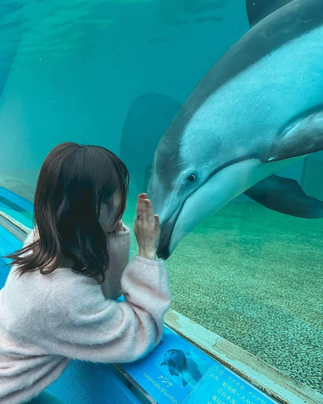 辻野かなみさんのインスタグラム写真 - (辻野かなみInstagram)「❤︎  ⁡ 金沢旅行へ行ってきたよ♡ ⁡ ずっと行ってみたかった#のとじま水族館 🐬 ⁡ イルカ🐬可愛すぎた☺️ ⁡ ⁡あと、エイも可愛い〜💓  #ひとかと旅❤️ #辻野かなみ　#かなみん　 #超ときめき宣伝部　#超とき宣 #𝗂𝗇𝗌𝗍𝖺𝗀𝗈𝗈𝖽 #𝗂𝗇𝗌𝗍𝖺𝗅𝗂𝗄𝖾 #𝖿𝗈𝗅𝗅𝗈𝗐𝗆𝖾 #𝗅𝗈𝗏𝖾 #데일리룩　#데일리룩코디　#패션	#오오티디 #데일리　#좋아요　#팔로우」11月27日 20時37分 - kanami_tsujino_official