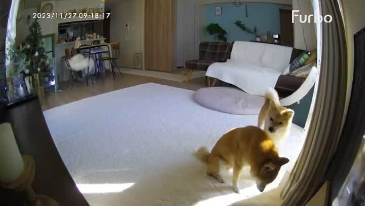 豆柴にこちゃんのインスタグラム：「🐶 今朝の盗撮。 たまがにこに体当たりしてる‼️ 性格悪いぞ‼️  でもその直後には仲良く寝てる （2枚目）  #柴犬#豆柴#mameshiba #shibastagram#japanphoto#shibainu#犬#shibainumania#犬のいる暮らし#shiba_snap#shibainupuppy#多頭飼い#dog#いぬすたぐらむ#puppy#dogstagram#instadog #doglover#pecoいぬ部#pecotv#いぬのきもち部#狗#子犬#barked#9gag#9gagpets#시바견」