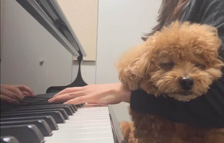 小椋寛子のインスタグラム：「ピアノ大好きチョコちゃん🐶 弾いてたら膝の上に来て聴きながら寝ます🥹💕  #ピアノ #愛犬 #トイプードル #toypoodle #いぬすたぐらむ #といぷーどる男の子 #チョコ」