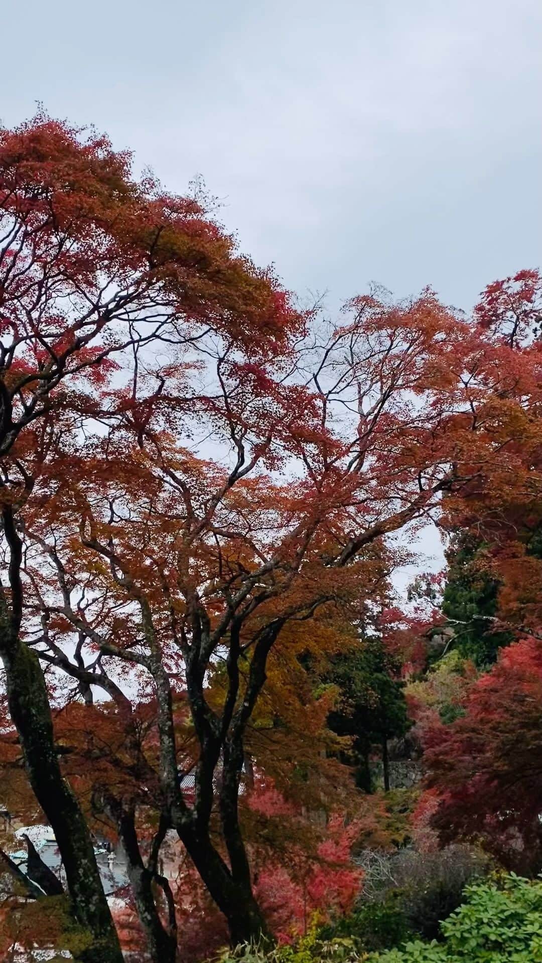 西川忠志のインスタグラム：「勝尾寺🍁  感謝 西川忠志」