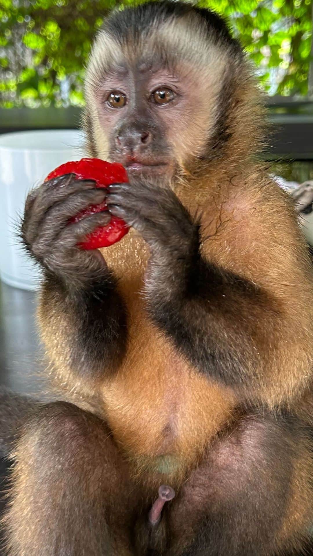 Zoological Wildlife Foundationのインスタグラム：「@romeozwfmiami’ strawberry 🍓 face is a work of art.   Join us this #cybermonday and use code #BF50 at checkout for 50% off your next visit. #conditionsapply   #mondaymorning #strawberry」