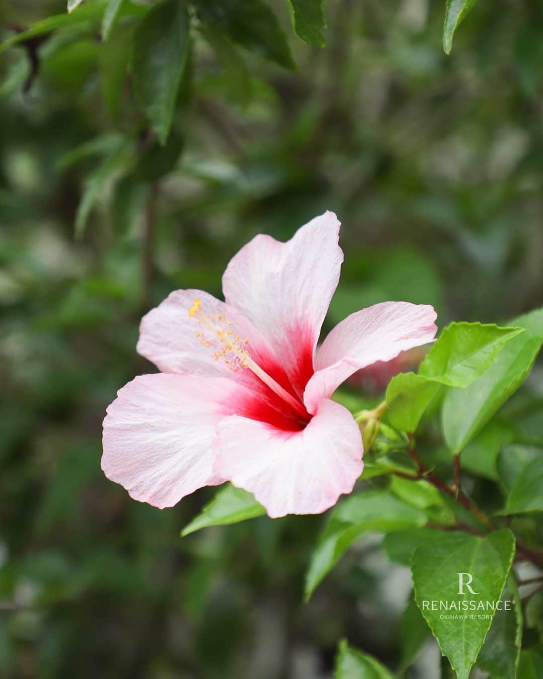 【公式】ルネッサンスリゾートオキナワのインスタグラム：「南国の花として知られるハイビスカス。花の色は赤のイメージですが、実はピンクや白、オレンジや黄色など様々です。5枚目は花の姿が珊瑚に似ている「コーラルハイビスカス」。珍しい形ですよね。敷地内では数種類のハイビスカスが咲いています。ぜひ探してみてくださいね。  #ルネッサンスリゾートオキナワ #恩納村 #沖縄 #沖縄リゾート #ハイビスカス #renaissanceokinawaresort #okinawa #resort #renhotels」