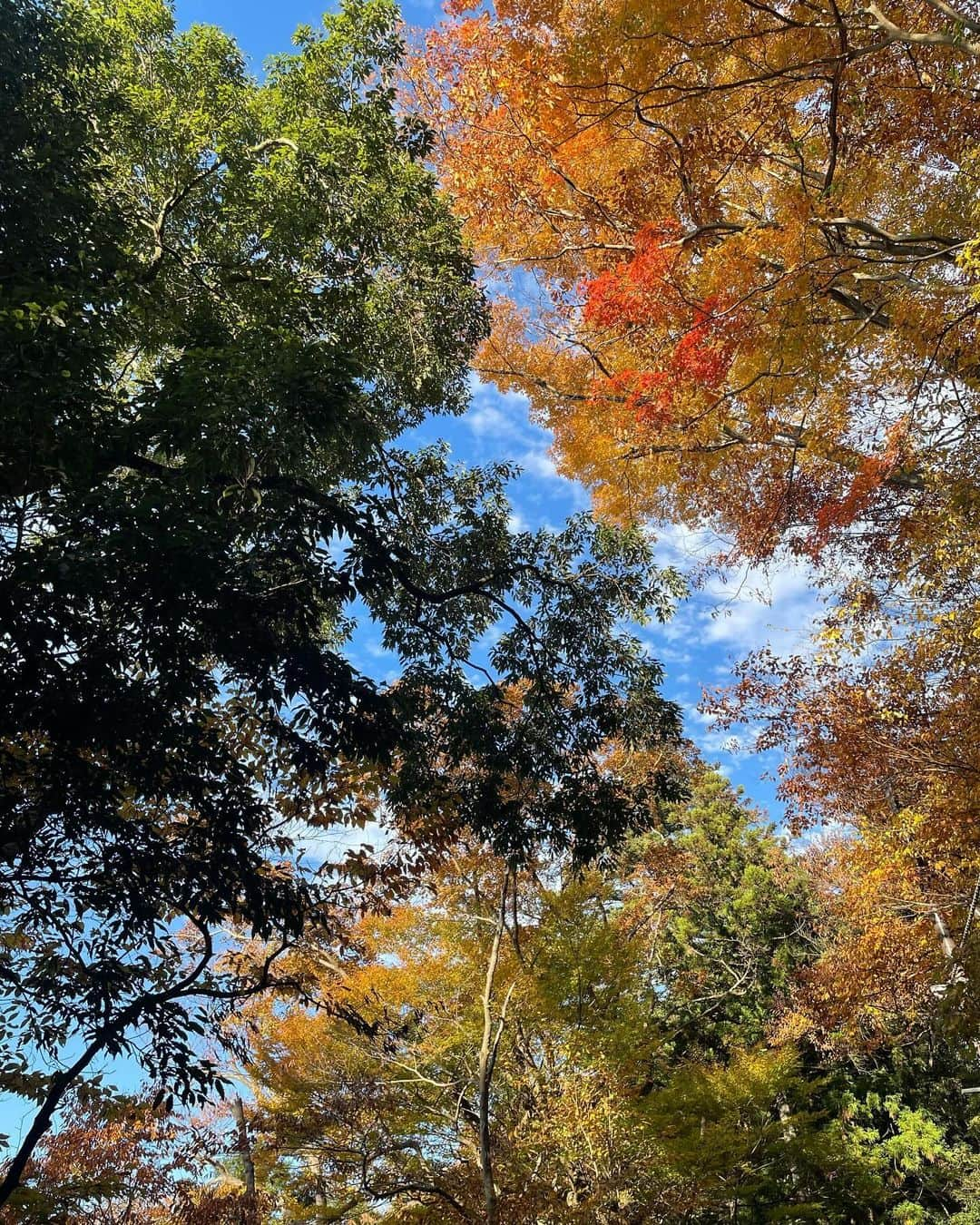 駒木結衣さんのインスタグラム写真 - (駒木結衣Instagram)「高尾山へ⛰️🍂  紅葉をたっぷり楽しめた休日でした。 たくさん歩いて食べて、プラマイゼロ☺️  #高尾山 #紅葉 #〆はたこ焼き」11月27日 21時00分 - komaki_yui