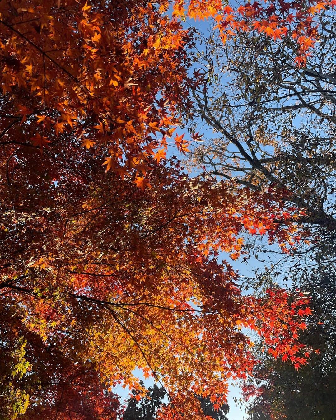 駒木結衣さんのインスタグラム写真 - (駒木結衣Instagram)「高尾山へ⛰️🍂  紅葉をたっぷり楽しめた休日でした。 たくさん歩いて食べて、プラマイゼロ☺️  #高尾山 #紅葉 #〆はたこ焼き」11月27日 21時00分 - komaki_yui