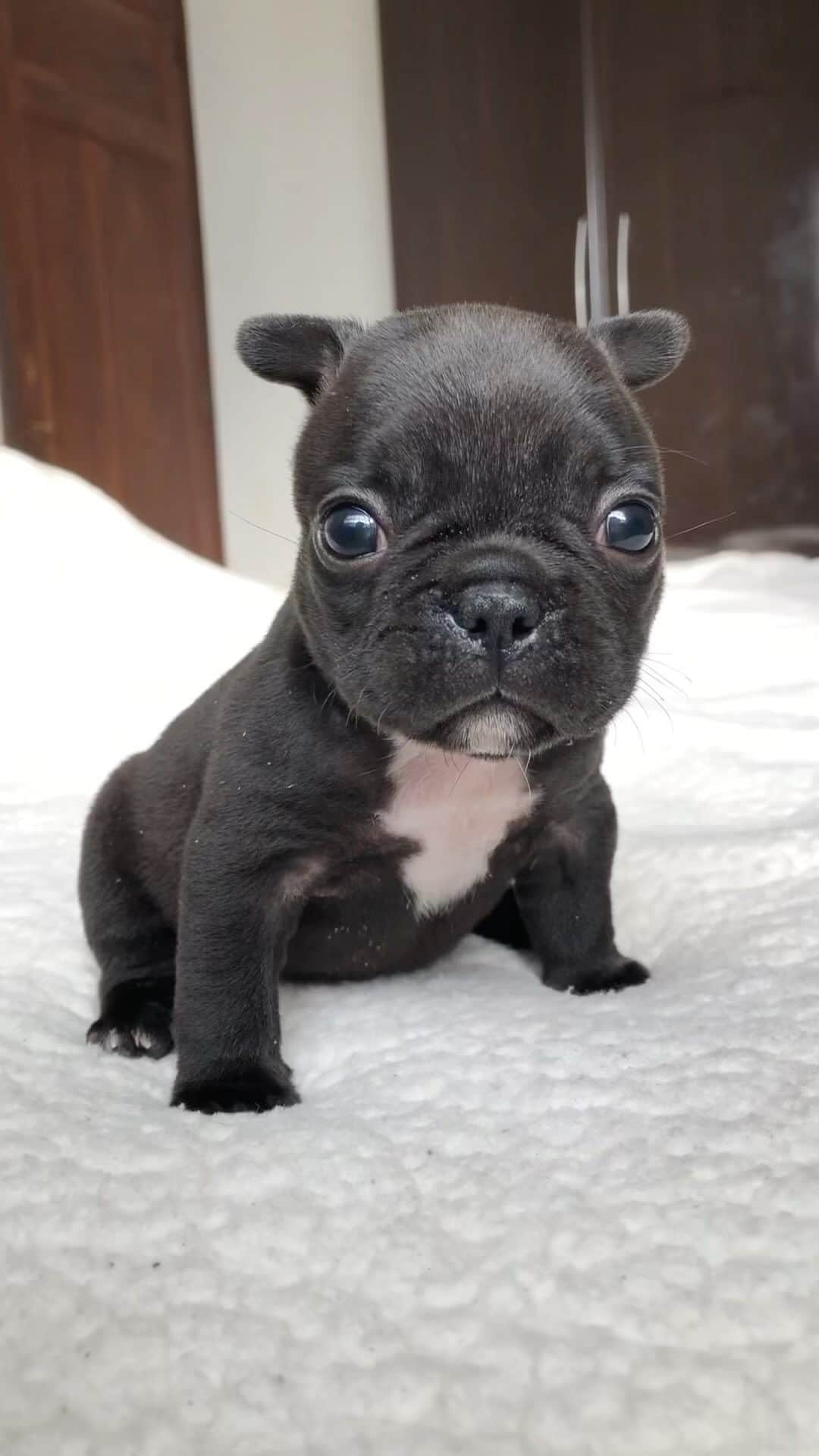 Regeneratti&Oliveira Kennelのインスタグラム：「The cutest frenchie puppy ❤️」