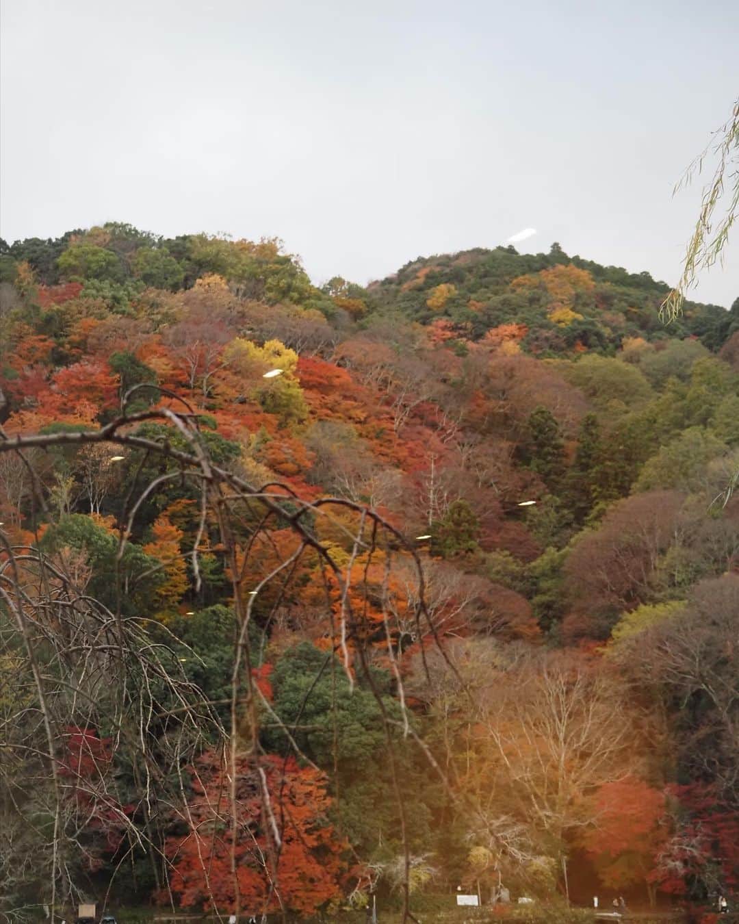 YUYUさんのインスタグラム写真 - (YUYUInstagram)「この前のお休みは京都へ🚄🇯🇵🍁🍶 移動中のために焼栗用意してたから、着く頃にはもう気持ちが紅葉気分🍁🥴はあ綺麗だった！ほぼ食べてて、、また＋で投稿しちゃおう🥴  #BOPHELIACOAT #ODETTEBOABAG」11月27日 21時09分 - yuyukmt