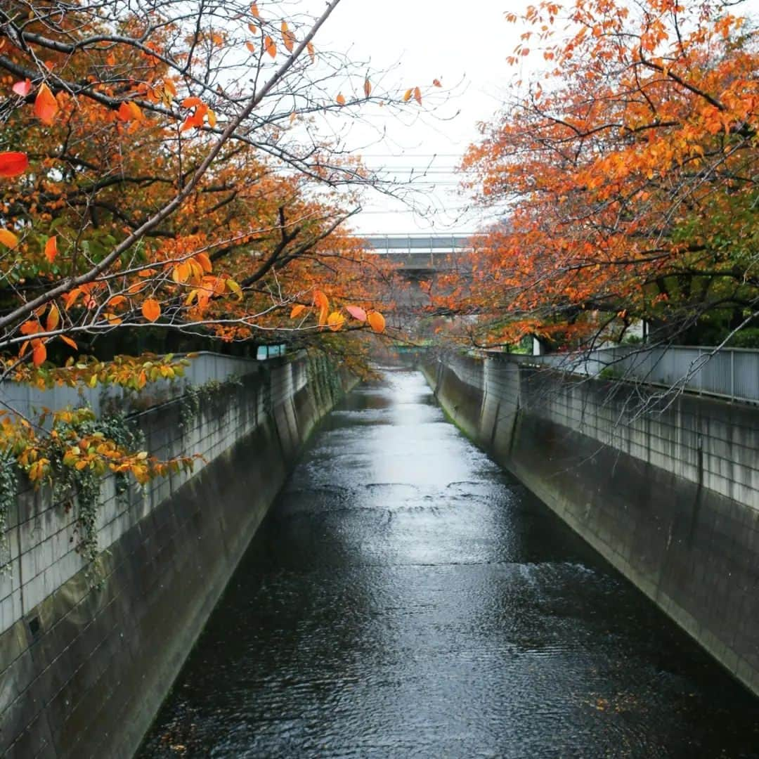 く～さんのインスタグラム写真 - (く～Instagram)「今週で11月も終わる…2023年もあとわずか。元気に駆け抜けるぞー。  昨日、岡芳商店さんにてクラフトチョコのイベントがあると言うことで行ってきましたよ。お酒もだけどチョコレート大好き！  この日はチョコレートを使ったメニューもあり、それに合わせたお酒を。ウフマヨやチョコサラミとか、チョコとか…美味しかったー😋  途中熱燗挟みつつ、お酒とチョコを楽しみましたー。この日は寒かったですが行って良かったです。ご馳走様でした！  その後は酔い醒ましで神田川沿いを歩きました。桜の葉っぱが色づいて綺麗。  #トコトコサケメグリ #外飲み #昼飲み #カクウチカフェ #中野坂上 #西新宿 #角打ち #クラフトチョコレート #ワイン #ワイン女子 #ワインおばさん #熱燗 #日本酒 #ペアリング #チョコレート #wine #chocolate #japanesesake #igersjp #tokyogourmet #cafe」11月27日 21時26分 - cafecafecoo