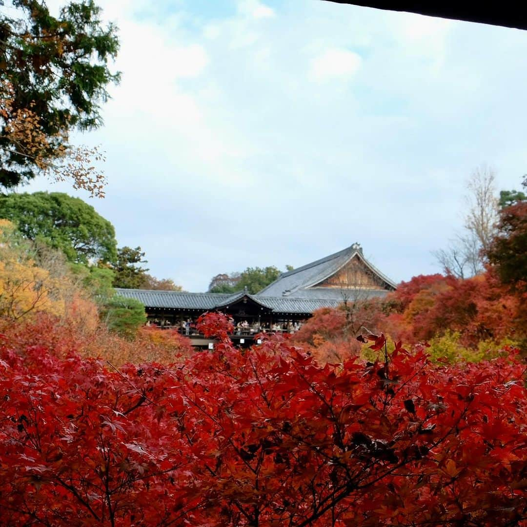 空木マイカさんのインスタグラム写真 - (空木マイカInstagram)「Autumn in Kyoto 2023  #kiyomizudera  #kenninji  #toufukuji  #kyoto  自然の美しさを 庭に取り込むってすごいよね。」11月27日 21時31分 - maika_utsugi