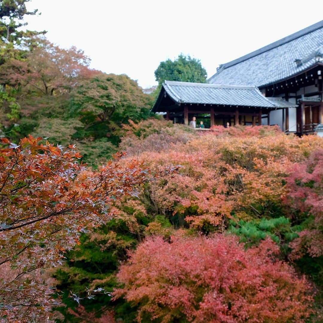 空木マイカさんのインスタグラム写真 - (空木マイカInstagram)「Autumn in Kyoto 2023  #kiyomizudera  #kenninji  #toufukuji  #kyoto  自然の美しさを 庭に取り込むってすごいよね。」11月27日 21時31分 - maika_utsugi