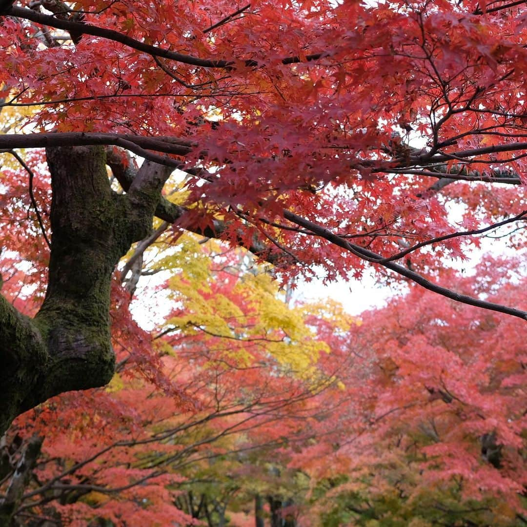 空木マイカさんのインスタグラム写真 - (空木マイカInstagram)「Autumn in Kyoto 2023  #kiyomizudera  #kenninji  #toufukuji  #kyoto  自然の美しさを 庭に取り込むってすごいよね。」11月27日 21時31分 - maika_utsugi