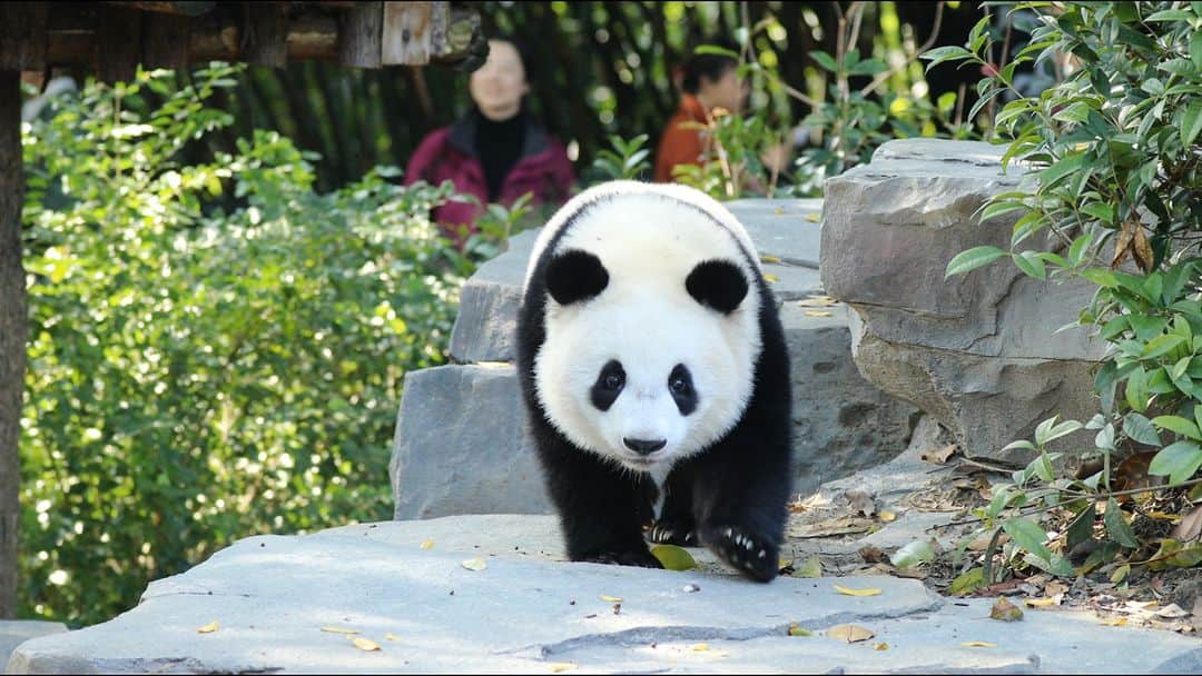 のインスタグラム：「If you gonna catch the birds just swaggering over like that, then you would scare them all away. (Wen Jing) 🐼 🐼 🐼 #Panda #iPanda #Cute #HiPanda #ChengduPandaBase #WildlifeParadise  For more panda information, please check out: https://en.ipanda.com」