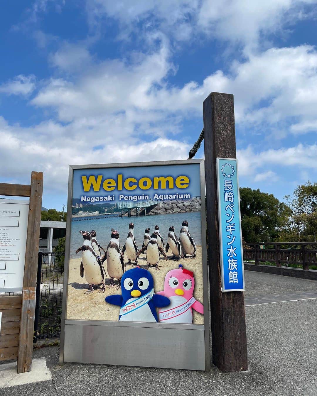 田中彩子さんのインスタグラム写真 - (田中彩子Instagram)「Penguins in Nagasaki, everyone looks very comfortable 🐧 コンサート翌日は長崎ペンギン水族館に連れて行ってもらえました。 海がとても気持ちよかったです。ペンギン可愛かったです。 ウツボも可愛かったです。 @kawadakentaro  @chikayo.kubota   #田中彩子リサイタルツアー2023  #田中彩子ソプラノリサイタル2023  #川田健太郎 #田中彩子」11月27日 22時20分 - ayakotanaka_instaofficial