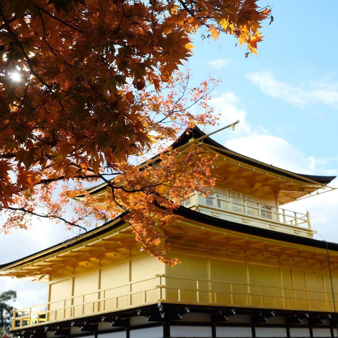 空木マイカさんのインスタグラム写真 - (空木マイカInstagram)「Autumn in Kyoto 2023 #tenryuji  #kinkakuji  #ginkakuji   借景というものを最初に考えた人の 壮大なセンスに乾杯。天龍寺。  金閣寺のあとは近くの龍安寺に行って帰る予定が 息子が「やっぱり銀閣寺いきたいなぁ」と 言うものだからそのままバスに40分乗って銀閣寺へ。  金閣寺は行ったことあったけど 銀閣寺はわたしも初めてで 銀閣寺がこんなにも良いなんて知らなかった。 金閣寺より断然すき。  庭の中にありとあらゆる美しさが入ってた。 枯山水も、借景も、池も、紅葉も、 足元の美しさも、大きな木の美しさも、 遠くの景色の美しさも、人が作り出した美しさも。 庭の中に山があり、山登りを庭でできるなんて。 義政さんはこんな景色を毎日見ながら 庭園を散歩していたのだなぁ。  全然違う場所にあるけど 金閣寺から直接来て対比になったのもすごくよかった。  旅はこれだからおもしろい。 その時に思いついたことが最善。 息子よ、ありがとう！」11月27日 22時22分 - maika_utsugi