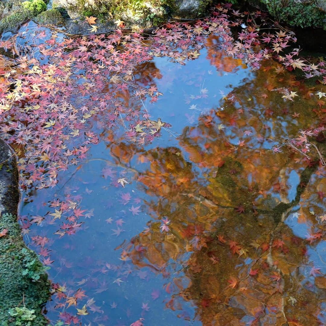 空木マイカさんのインスタグラム写真 - (空木マイカInstagram)「Autumn in Kyoto 2023 #tenryuji  #kinkakuji  #ginkakuji   借景というものを最初に考えた人の 壮大なセンスに乾杯。天龍寺。  金閣寺のあとは近くの龍安寺に行って帰る予定が 息子が「やっぱり銀閣寺いきたいなぁ」と 言うものだからそのままバスに40分乗って銀閣寺へ。  金閣寺は行ったことあったけど 銀閣寺はわたしも初めてで 銀閣寺がこんなにも良いなんて知らなかった。 金閣寺より断然すき。  庭の中にありとあらゆる美しさが入ってた。 枯山水も、借景も、池も、紅葉も、 足元の美しさも、大きな木の美しさも、 遠くの景色の美しさも、人が作り出した美しさも。 庭の中に山があり、山登りを庭でできるなんて。 義政さんはこんな景色を毎日見ながら 庭園を散歩していたのだなぁ。  全然違う場所にあるけど 金閣寺から直接来て対比になったのもすごくよかった。  旅はこれだからおもしろい。 その時に思いついたことが最善。 息子よ、ありがとう！」11月27日 22時22分 - maika_utsugi