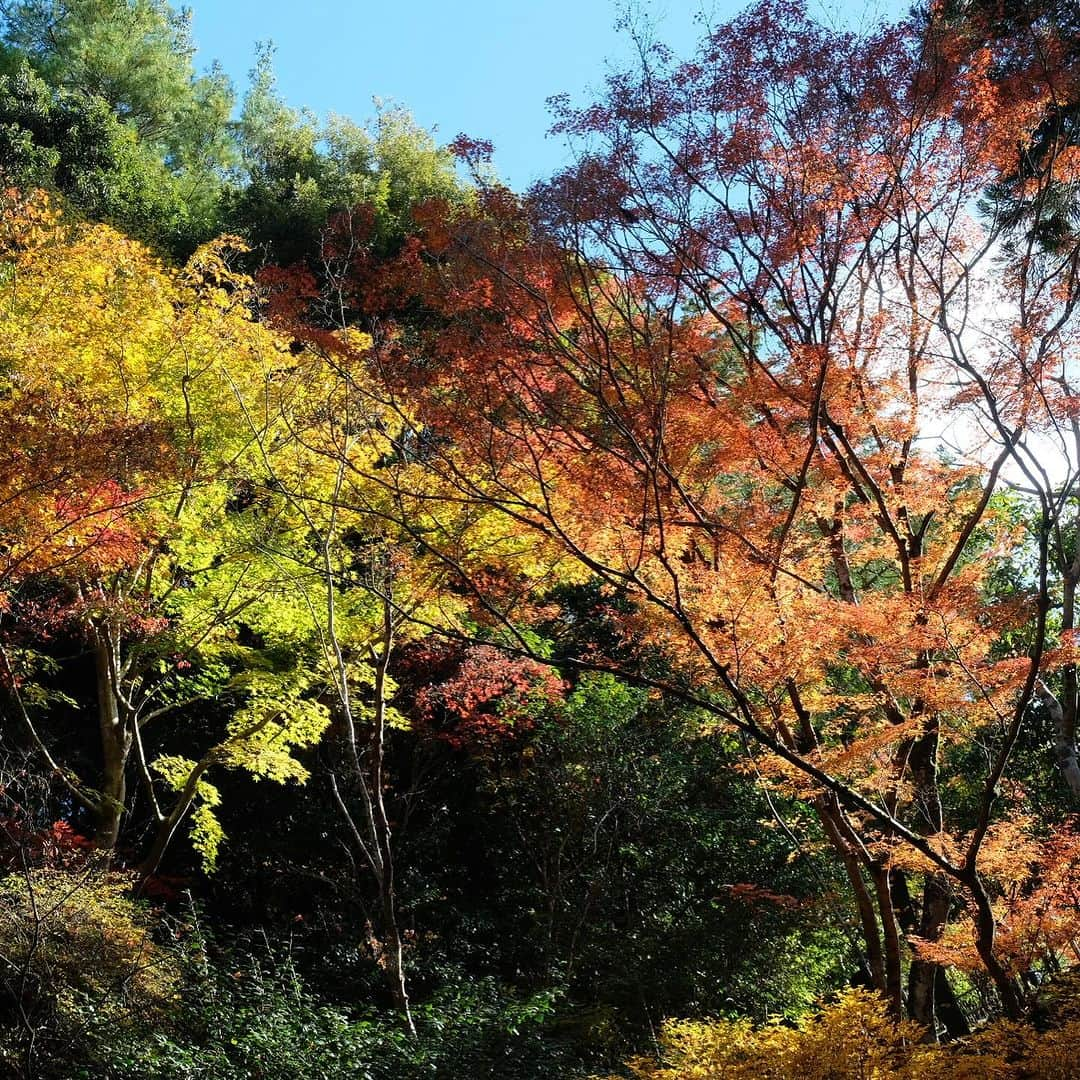 空木マイカさんのインスタグラム写真 - (空木マイカInstagram)「Autumn in Kyoto 2023 #tenryuji  #kinkakuji  #ginkakuji   借景というものを最初に考えた人の 壮大なセンスに乾杯。天龍寺。  金閣寺のあとは近くの龍安寺に行って帰る予定が 息子が「やっぱり銀閣寺いきたいなぁ」と 言うものだからそのままバスに40分乗って銀閣寺へ。  金閣寺は行ったことあったけど 銀閣寺はわたしも初めてで 銀閣寺がこんなにも良いなんて知らなかった。 金閣寺より断然すき。  庭の中にありとあらゆる美しさが入ってた。 枯山水も、借景も、池も、紅葉も、 足元の美しさも、大きな木の美しさも、 遠くの景色の美しさも、人が作り出した美しさも。 庭の中に山があり、山登りを庭でできるなんて。 義政さんはこんな景色を毎日見ながら 庭園を散歩していたのだなぁ。  全然違う場所にあるけど 金閣寺から直接来て対比になったのもすごくよかった。  旅はこれだからおもしろい。 その時に思いついたことが最善。 息子よ、ありがとう！」11月27日 22時22分 - maika_utsugi