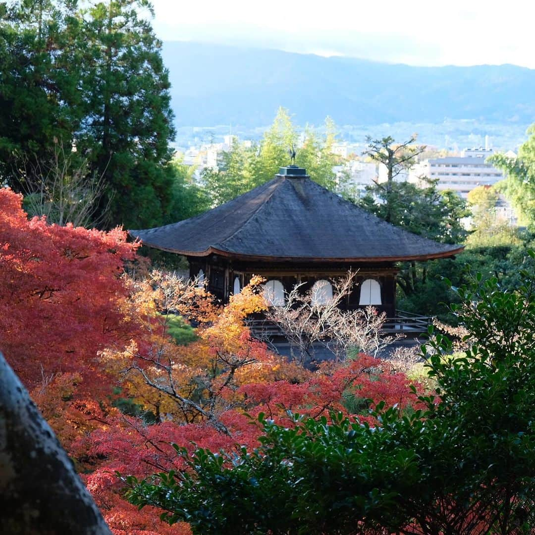 空木マイカさんのインスタグラム写真 - (空木マイカInstagram)「Autumn in Kyoto 2023 #tenryuji  #kinkakuji  #ginkakuji   借景というものを最初に考えた人の 壮大なセンスに乾杯。天龍寺。  金閣寺のあとは近くの龍安寺に行って帰る予定が 息子が「やっぱり銀閣寺いきたいなぁ」と 言うものだからそのままバスに40分乗って銀閣寺へ。  金閣寺は行ったことあったけど 銀閣寺はわたしも初めてで 銀閣寺がこんなにも良いなんて知らなかった。 金閣寺より断然すき。  庭の中にありとあらゆる美しさが入ってた。 枯山水も、借景も、池も、紅葉も、 足元の美しさも、大きな木の美しさも、 遠くの景色の美しさも、人が作り出した美しさも。 庭の中に山があり、山登りを庭でできるなんて。 義政さんはこんな景色を毎日見ながら 庭園を散歩していたのだなぁ。  全然違う場所にあるけど 金閣寺から直接来て対比になったのもすごくよかった。  旅はこれだからおもしろい。 その時に思いついたことが最善。 息子よ、ありがとう！」11月27日 22時22分 - maika_utsugi