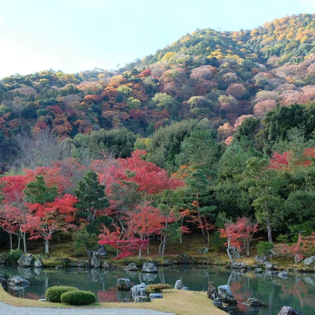 空木マイカさんのインスタグラム写真 - (空木マイカInstagram)「Autumn in Kyoto 2023 #tenryuji  #kinkakuji  #ginkakuji   借景というものを最初に考えた人の 壮大なセンスに乾杯。天龍寺。  金閣寺のあとは近くの龍安寺に行って帰る予定が 息子が「やっぱり銀閣寺いきたいなぁ」と 言うものだからそのままバスに40分乗って銀閣寺へ。  金閣寺は行ったことあったけど 銀閣寺はわたしも初めてで 銀閣寺がこんなにも良いなんて知らなかった。 金閣寺より断然すき。  庭の中にありとあらゆる美しさが入ってた。 枯山水も、借景も、池も、紅葉も、 足元の美しさも、大きな木の美しさも、 遠くの景色の美しさも、人が作り出した美しさも。 庭の中に山があり、山登りを庭でできるなんて。 義政さんはこんな景色を毎日見ながら 庭園を散歩していたのだなぁ。  全然違う場所にあるけど 金閣寺から直接来て対比になったのもすごくよかった。  旅はこれだからおもしろい。 その時に思いついたことが最善。 息子よ、ありがとう！」11月27日 22時22分 - maika_utsugi