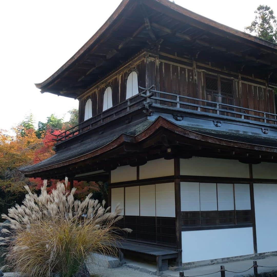 空木マイカさんのインスタグラム写真 - (空木マイカInstagram)「Autumn in Kyoto 2023 #tenryuji  #kinkakuji  #ginkakuji   借景というものを最初に考えた人の 壮大なセンスに乾杯。天龍寺。  金閣寺のあとは近くの龍安寺に行って帰る予定が 息子が「やっぱり銀閣寺いきたいなぁ」と 言うものだからそのままバスに40分乗って銀閣寺へ。  金閣寺は行ったことあったけど 銀閣寺はわたしも初めてで 銀閣寺がこんなにも良いなんて知らなかった。 金閣寺より断然すき。  庭の中にありとあらゆる美しさが入ってた。 枯山水も、借景も、池も、紅葉も、 足元の美しさも、大きな木の美しさも、 遠くの景色の美しさも、人が作り出した美しさも。 庭の中に山があり、山登りを庭でできるなんて。 義政さんはこんな景色を毎日見ながら 庭園を散歩していたのだなぁ。  全然違う場所にあるけど 金閣寺から直接来て対比になったのもすごくよかった。  旅はこれだからおもしろい。 その時に思いついたことが最善。 息子よ、ありがとう！」11月27日 22時22分 - maika_utsugi