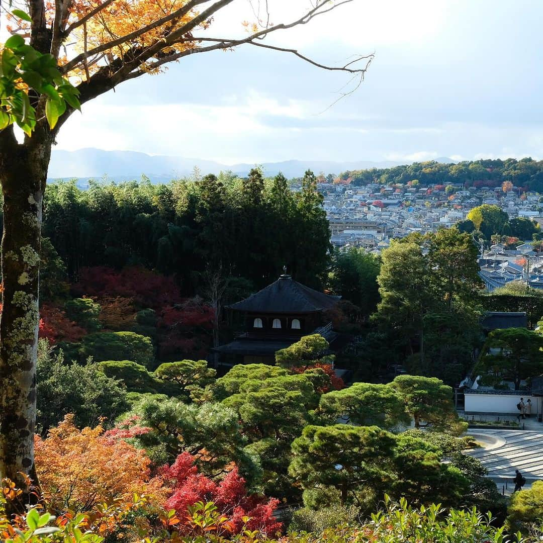 空木マイカさんのインスタグラム写真 - (空木マイカInstagram)「Autumn in Kyoto 2023 #tenryuji  #kinkakuji  #ginkakuji   借景というものを最初に考えた人の 壮大なセンスに乾杯。天龍寺。  金閣寺のあとは近くの龍安寺に行って帰る予定が 息子が「やっぱり銀閣寺いきたいなぁ」と 言うものだからそのままバスに40分乗って銀閣寺へ。  金閣寺は行ったことあったけど 銀閣寺はわたしも初めてで 銀閣寺がこんなにも良いなんて知らなかった。 金閣寺より断然すき。  庭の中にありとあらゆる美しさが入ってた。 枯山水も、借景も、池も、紅葉も、 足元の美しさも、大きな木の美しさも、 遠くの景色の美しさも、人が作り出した美しさも。 庭の中に山があり、山登りを庭でできるなんて。 義政さんはこんな景色を毎日見ながら 庭園を散歩していたのだなぁ。  全然違う場所にあるけど 金閣寺から直接来て対比になったのもすごくよかった。  旅はこれだからおもしろい。 その時に思いついたことが最善。 息子よ、ありがとう！」11月27日 22時22分 - maika_utsugi