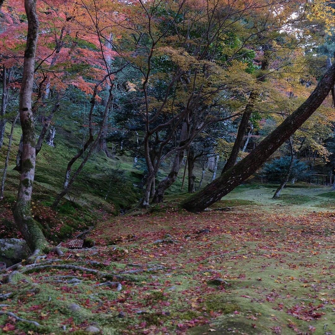 空木マイカさんのインスタグラム写真 - (空木マイカInstagram)「Autumn in Kyoto 2023 #tenryuji  #kinkakuji  #ginkakuji   借景というものを最初に考えた人の 壮大なセンスに乾杯。天龍寺。  金閣寺のあとは近くの龍安寺に行って帰る予定が 息子が「やっぱり銀閣寺いきたいなぁ」と 言うものだからそのままバスに40分乗って銀閣寺へ。  金閣寺は行ったことあったけど 銀閣寺はわたしも初めてで 銀閣寺がこんなにも良いなんて知らなかった。 金閣寺より断然すき。  庭の中にありとあらゆる美しさが入ってた。 枯山水も、借景も、池も、紅葉も、 足元の美しさも、大きな木の美しさも、 遠くの景色の美しさも、人が作り出した美しさも。 庭の中に山があり、山登りを庭でできるなんて。 義政さんはこんな景色を毎日見ながら 庭園を散歩していたのだなぁ。  全然違う場所にあるけど 金閣寺から直接来て対比になったのもすごくよかった。  旅はこれだからおもしろい。 その時に思いついたことが最善。 息子よ、ありがとう！」11月27日 22時22分 - maika_utsugi