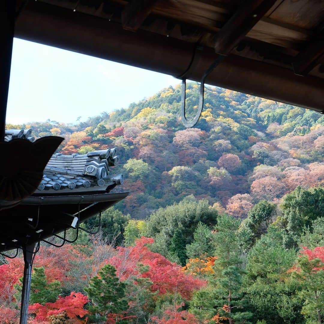 空木マイカのインスタグラム：「Autumn in Kyoto 2023 #tenryuji  #kinkakuji  #ginkakuji   借景というものを最初に考えた人の 壮大なセンスに乾杯。天龍寺。  金閣寺のあとは近くの龍安寺に行って帰る予定が 息子が「やっぱり銀閣寺いきたいなぁ」と 言うものだからそのままバスに40分乗って銀閣寺へ。  金閣寺は行ったことあったけど 銀閣寺はわたしも初めてで 銀閣寺がこんなにも良いなんて知らなかった。 金閣寺より断然すき。  庭の中にありとあらゆる美しさが入ってた。 枯山水も、借景も、池も、紅葉も、 足元の美しさも、大きな木の美しさも、 遠くの景色の美しさも、人が作り出した美しさも。 庭の中に山があり、山登りを庭でできるなんて。 義政さんはこんな景色を毎日見ながら 庭園を散歩していたのだなぁ。  全然違う場所にあるけど 金閣寺から直接来て対比になったのもすごくよかった。  旅はこれだからおもしろい。 その時に思いついたことが最善。 息子よ、ありがとう！」
