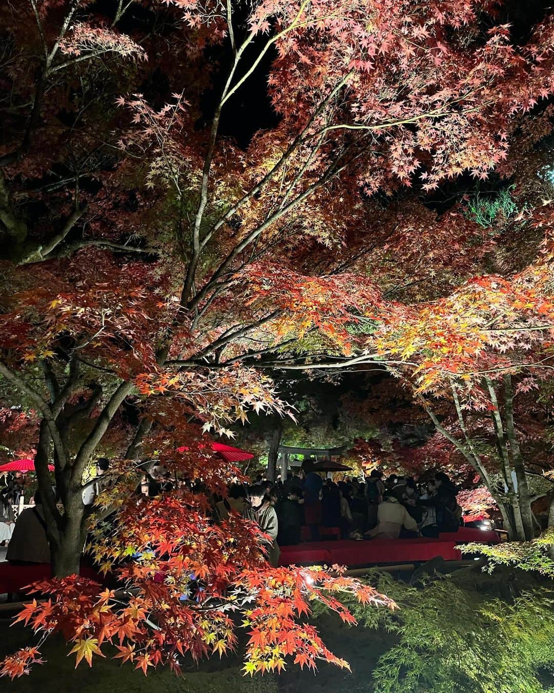 はるぽんさんのインスタグラム写真 - (はるぽんInstagram)「念願やった永観堂の紅葉ライトアップ さいっこうに綺麗で癒された🍁彡 ⁡ 京都何回行っても飽きひんし 日本の素晴らしさを実感するᐢ ̥_ ̫ _ ̥ᐢ♡ ⁡ #京都 #永観堂  #紅葉 #紅葉ライトアップ」11月27日 22時22分 - harupon96