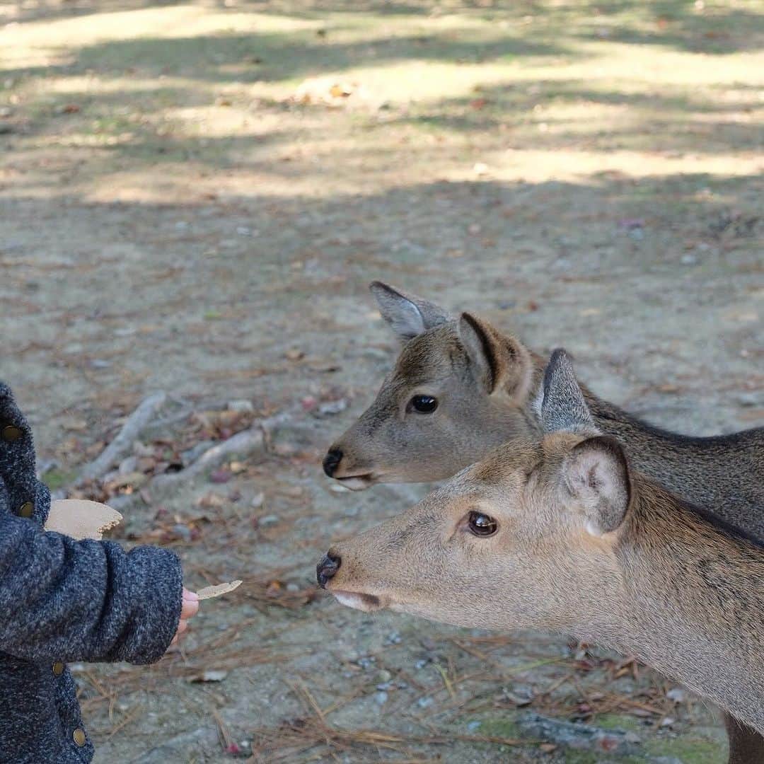 空木マイカさんのインスタグラム写真 - (空木マイカInstagram)「最後は奈良へ。 #todaiji  #koufukuji   大仏の鼻の穴くぐりは 小6、大学3年とやって40歳で3回目。 もう絶対入らないわと直前でびびってやめたら それを見ていたおばあさんに 「あなた、私なんて3回通ったわよ。 あなたなら絶対通れるから大丈夫。 もう一回行ってらっしゃい」と言われ（笑） 再度並び直しリベンジ成功。  ありがとう、おばあさん。  後で子どもらに 「あのおばあさんのがママより細かったけどね」 と言われたけど（笑）  そのあとの男性たちも通れてる姿を見て あれは体型よりも体の使い方のが 重要なのではと思えてきた。  興福寺に行き、柿の葉寿司を食べて 旅は完。  息子が小学校を卒業するまであと2年ちょっと こんな旅にいっぱい出ようと思った。 そのためにはいっぱい仕事もしないとね！」11月27日 22時40分 - maika_utsugi